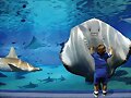 ANIMALICOS