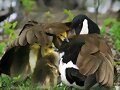 ANIMALICOS