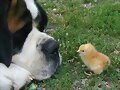 ANIMALES. TERNURA