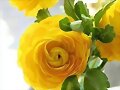 FLORES PARA TI