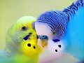ANIMALICOS