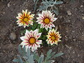 FLORES