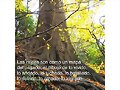 FRASES