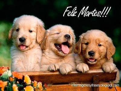 FELIZ MARTES