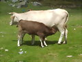 VACAS EN PIRINEOS