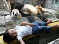 ANIMALICOS Y NI&Ntilde;OS
