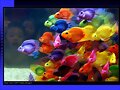 ANIMALICOS Y COLORES