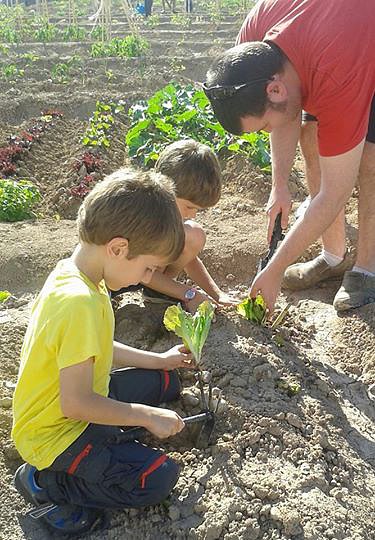 PLANTANDO LECHUGAS
