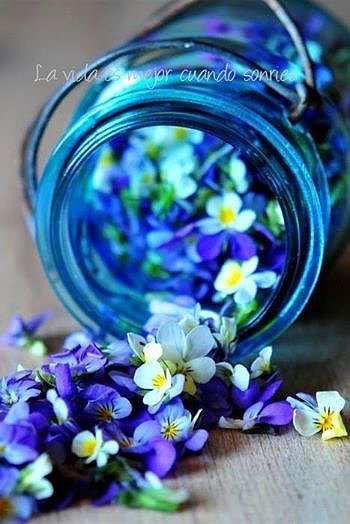 FLORES