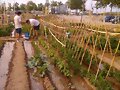 HUERTO CON LAS CA&Ntilde;AS PARA LOS TOMATES