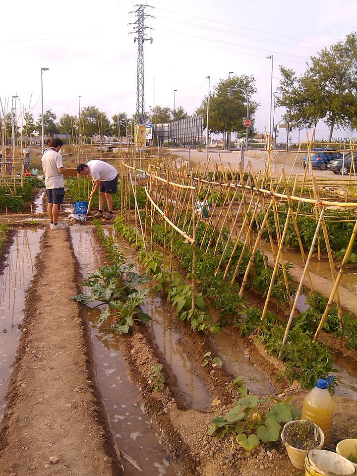 HUERTO CON LAS CAÑAS PARA LOS TOMATES