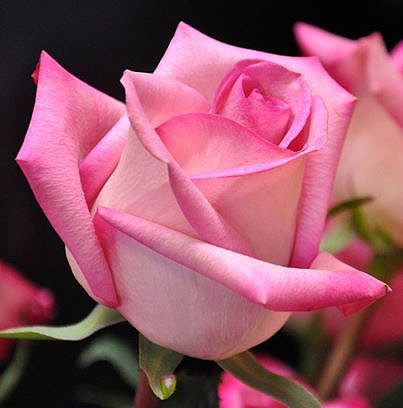 FLORES