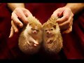 ANIMALICOS