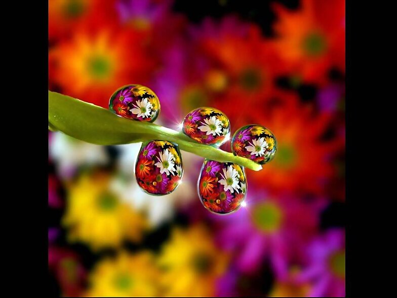 FLORES