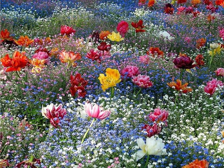 FLORES