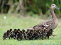 FAMILIAS NUMEROSAS