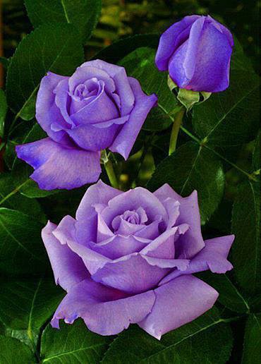 FLORES