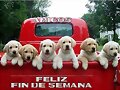 FELIZ FINDE