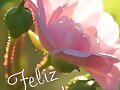 FELIZ MARTES