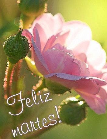 FELIZ MARTES