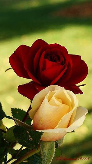 FLORES