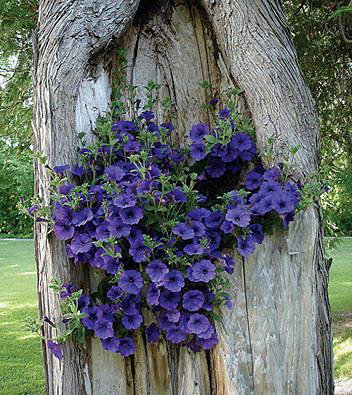 FLORES