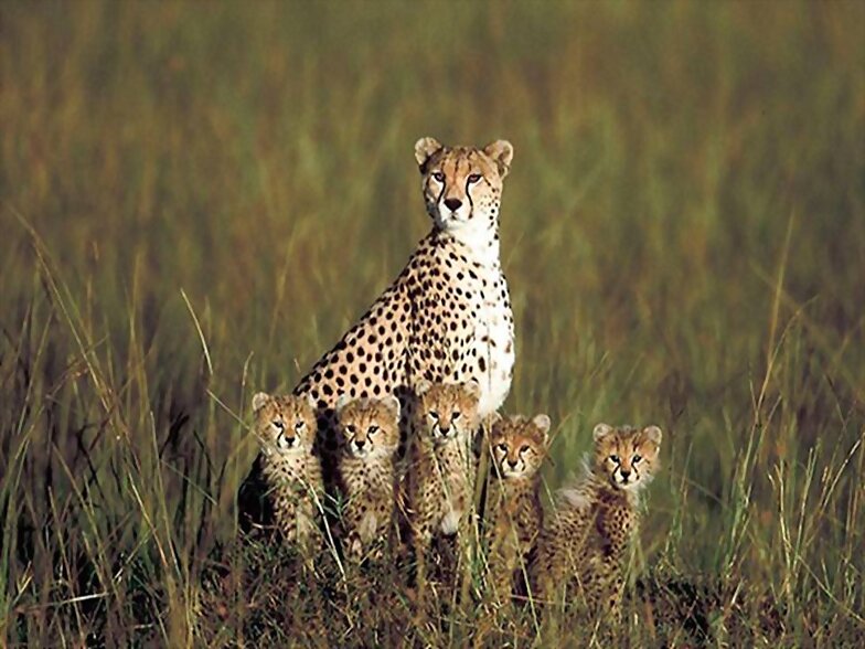 FAMILIA NUMEROSA