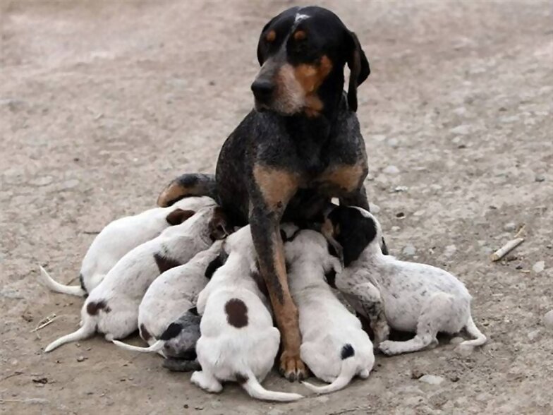 FAMILIA NUMEROSA