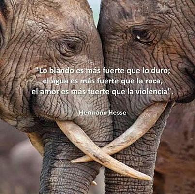 FRASE