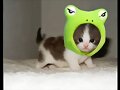 ANIMALICOS