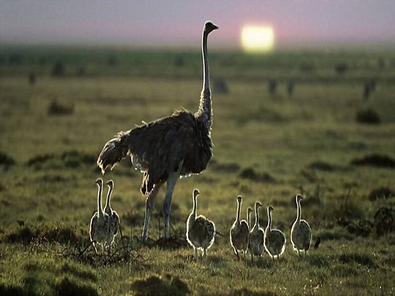 FAMILIA NUMEROSA