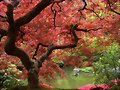 OTO&Ntilde;O