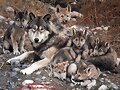 FAMILIA NUMEROSA