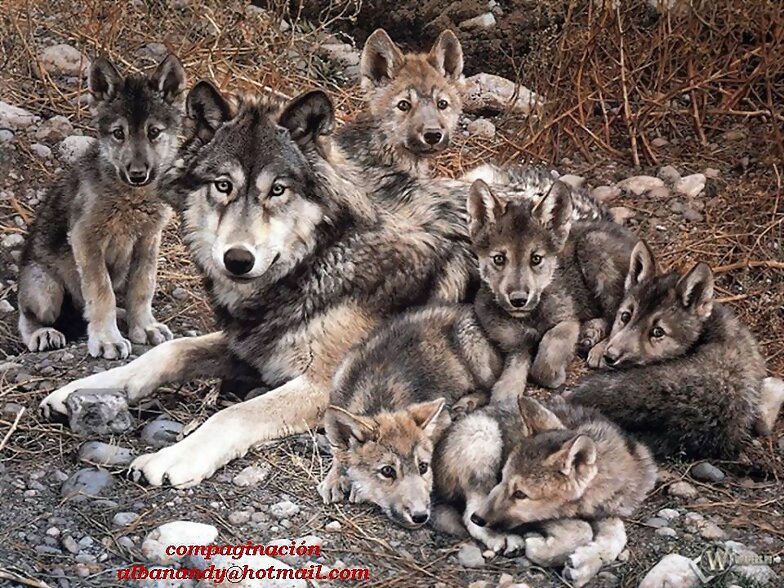 FAMILIA NUMEROSA