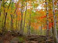 OTO&Ntilde;O