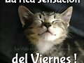 FELIZ VIERNES