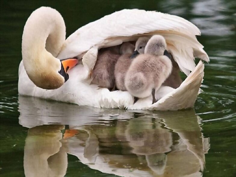 FAMILIA NUMEROSA