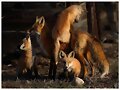 FAMILIA NUMEROSA