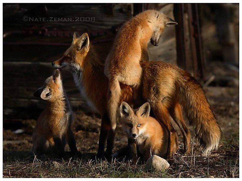 FAMILIA NUMEROSA