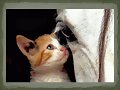 ANIMALITOS