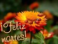 FELIZ MARTES