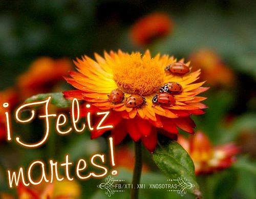 FELIZ MARTES