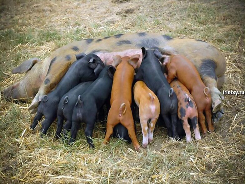FAMILIA NUMEROSA