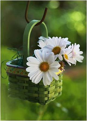 FLORES