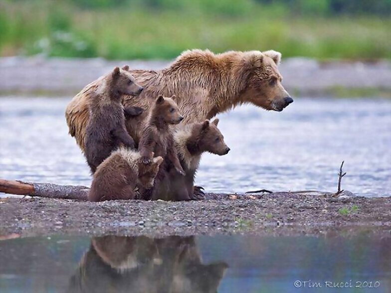 FAMILIA NUMEROSA