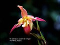 FLORES EXOTICAS