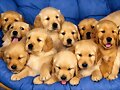FAMILIA NUMEROSA
