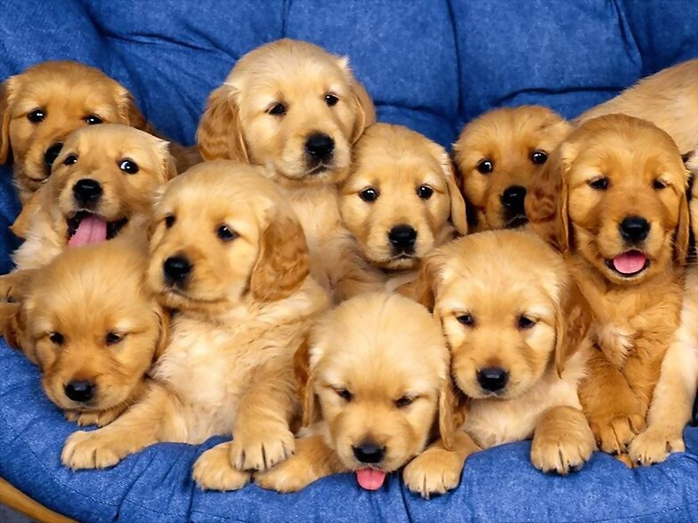 FAMILIA NUMEROSA
