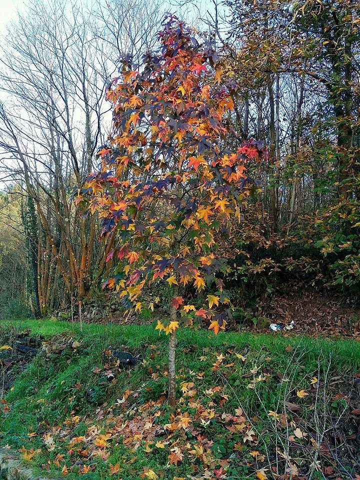 OTOÑO