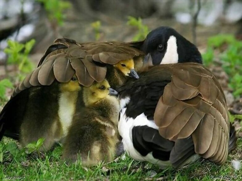 FAMILIA NUMEROSA